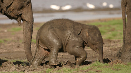 Elephant Gathering at Minneriya © Gehan de Silva Wijeyeratne