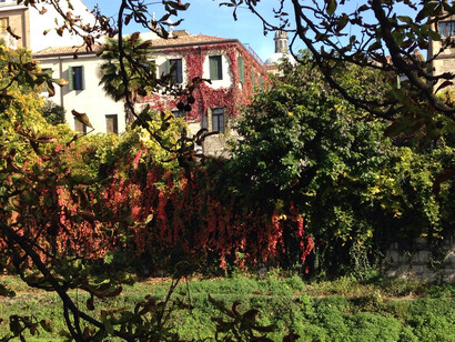 Colori autunnali di Partenocissus rampicante in città