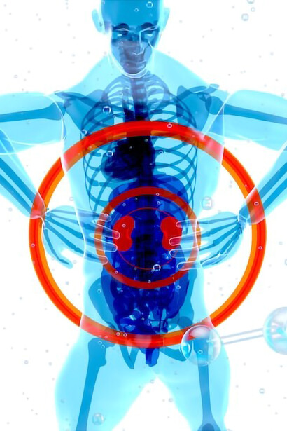 Illustrate a skeletal figure with a prominent red circle highlighting its stomach, kidney area