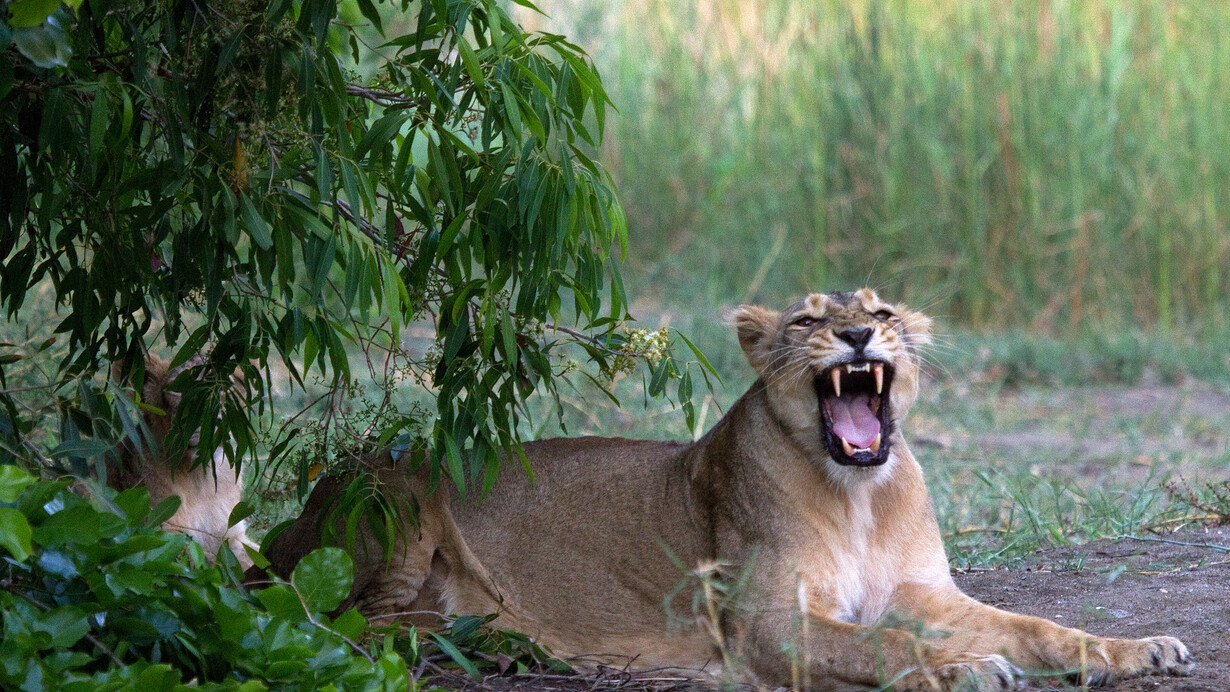 Lioness with Cub Front Page