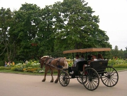 Horse carriage ride in Kalyani