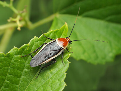 Cucaracha luciérnaga («Pseudomops septentrionalis»)