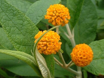 Buddleja Globosa