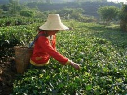 Coltivazione di tè Yunnan