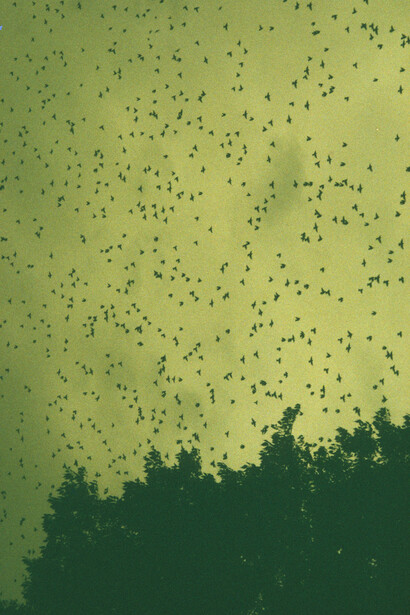 Les oiseaux de Marseille, 1998, tirage Fresson sur papier, 60 x 80 cm, édition 5/10, © Dolorès Marat, Courtesy Galerie Françoise Besson et Dolorès Marat 