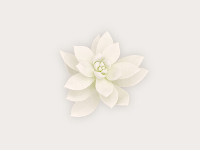 Plant, credit Rich Hendry