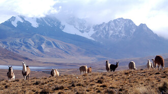 Llamas en los Andes bolivianos, con el nevado Huayna Potosí al fondo. La llama es un camélido sudamericano cuya crianza se extiende por las regiones altiplánicas de países como Perú, Bolivia, Argentina, Ecuador y Chile
