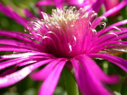 Fiori