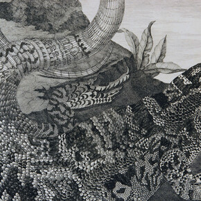 Lucertolone, da Mariae Sibillae Merian, Modena, Biblioteca Estense Universitaria