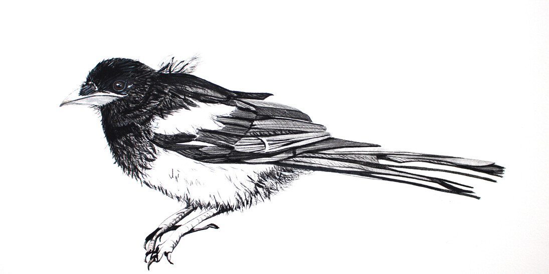 Young Magpie, Medium: Egg tempera on paper, Size:20cm High x 37cm Wide, Year 2015/2016