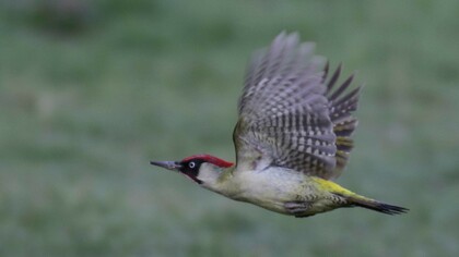 Green Woodpeckers can be seen flying between the open glades and woodland © Gehan de Silva Wijeyeratne