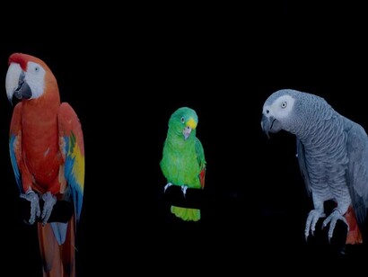 Diana Thater, The conversation, vue d'exposition (détail). Avec l'aimable autorisation de la Galerie Hussenot