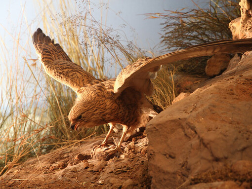 Birds, exhibition view. Courtesy of National Museum Bloemfontein