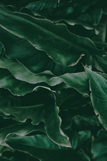 As formas claras revela uma sensibilidade poética única, onde a contemplação da natureza e do corpo se encontra com uma busca pela clareza espiritual