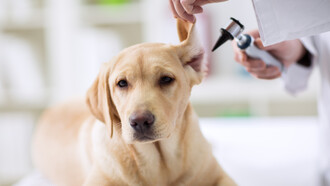 Veterinary nurses sometimes are required to work long hours