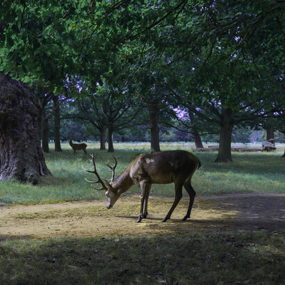 Corna. “Non capirci un corno” e “fare le corna” hanno avuto la loro origine nelle particolari letture che gli antichi tributavano all’anatomia e alla fisiologia del cranio-cervello e alle sue eventuali escrescenze