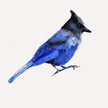 Giorgio Maria Griffa, Bluejay, 38 x 38 cm