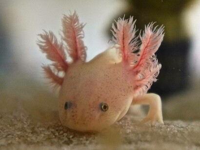 Axolotl, nom scientifico Ambystoma mexicanum