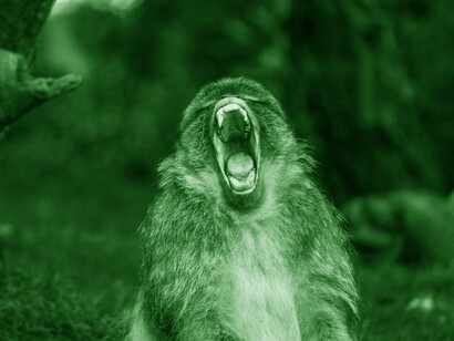 When monkeys enter into competition, they know how to evaluate what possibilities they have to win and without damage