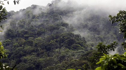 Selva Nublada de Rancho Grande, Parque Nacional Henri Pittier, Venezuela. Foto: Javier Mesa.