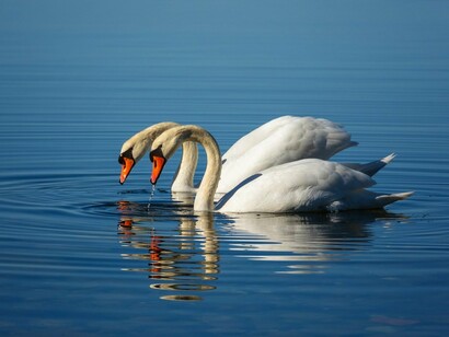 Two swans floating side by side on blue waters, illustrating love as steady companionship
