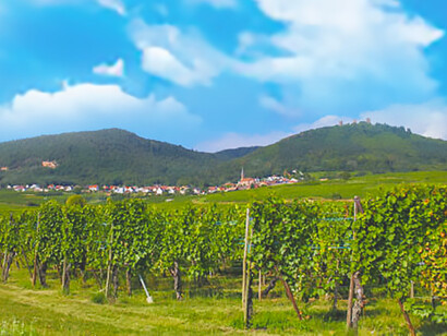 Discover the enchanting allure of the Badacsony Wine Region in Hungary, where vineyard vistas captivate the senses with their breathtaking beauty and serene ambiance