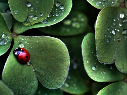 Ladybug