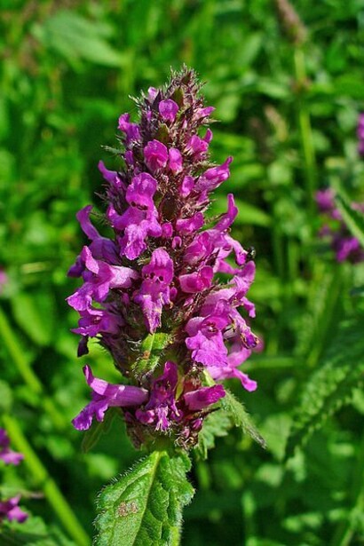 Erba betonica, scoperta da Esculapio 