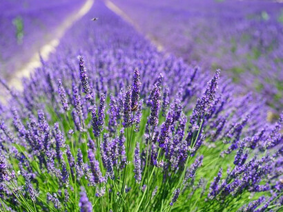 Lavanda