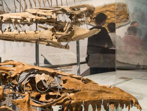 Mosasaur Hall. Courtesy of Royal Belgian Institute of Natural Sciences