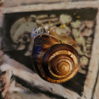 L’opera viva di Marcello Landi