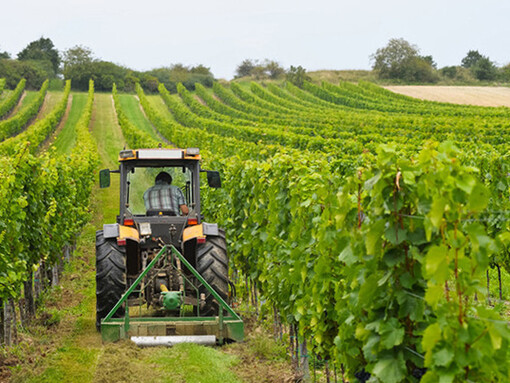 Trattore al lavoro tra i tralci