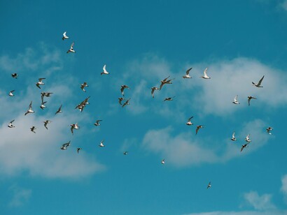 A flock of birds soaring together across an open sky, representing the strength of shared purpose over individual ambition