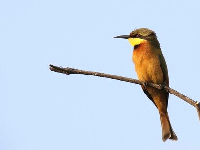 Little Bee-eater on Kotu Creek Trail © Gehan de Silva Wijeyeratne