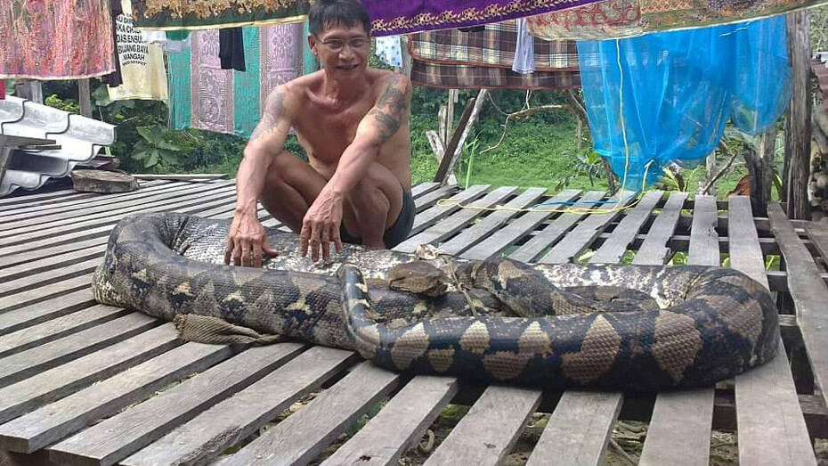Un abitante dell'Apo Kayan con un serpente boa