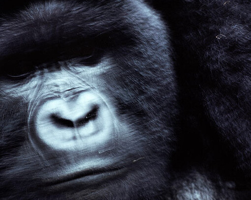 Michael Nichols. Courtesy of Philadelphia Museum of Art