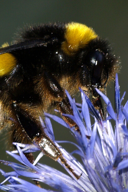 Un'ape regina impollina un fiore
