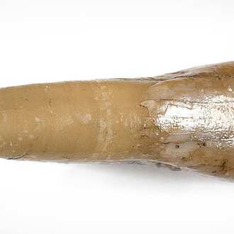 Fossil Mammals. Courtesy of Museum für Naturkunde