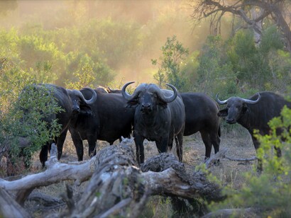 Bufflaoes grazing 