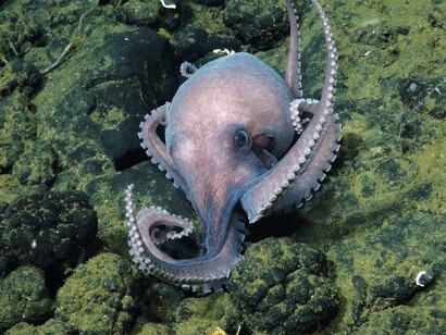 Uno de los nuevos pulpos es una nueva especie de Muusoctopus y se llamará pulpo Dorado, por el sitio de su descubrimiento inicial. Foto: Schmidt Ocean Institute