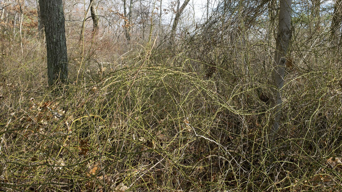 Mary Lang, Swamp Trail, The Cove, Auburndale, MA, archival digital print, Winter 2023. Courtesy of the artist and Kingston Gallery