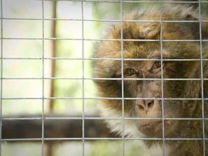 Un macaco in gabbia