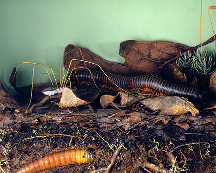 Hall of North American Forests. Courtesy of American Museum of Natural History
