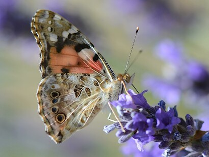 Farfalla che si nutre di nettare