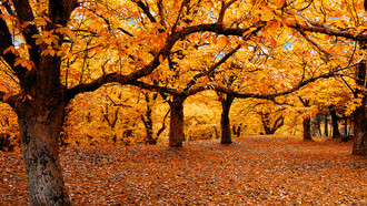 Malinconico autunno
