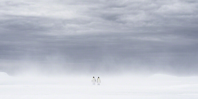 Whiteout: Visions from an Eternal Winter. Courtesy of Paul Nicklen Gallery