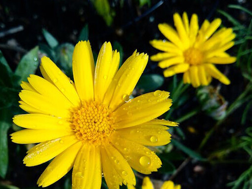 Crisantemo amarillo