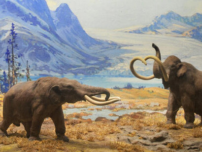 Mammals. Courtesy of American Museum of Natural History