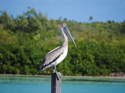 Sian Ka’an, México. Las aves que pueblan el lugar