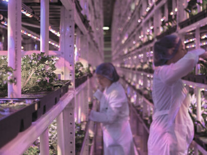 In a voluminous chamber brimming with an abundance of plants, spinach thrives on a vertical urban farm
